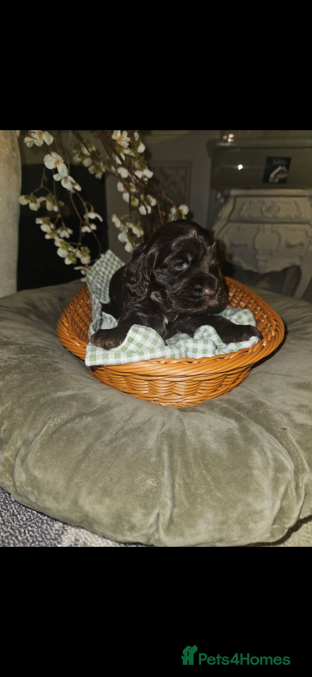 Cocker Spaniel dogs for sale: Show cocker spaniel  - Advert 6