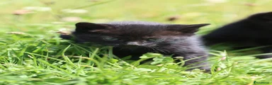 Mixed Breed Kitten 7