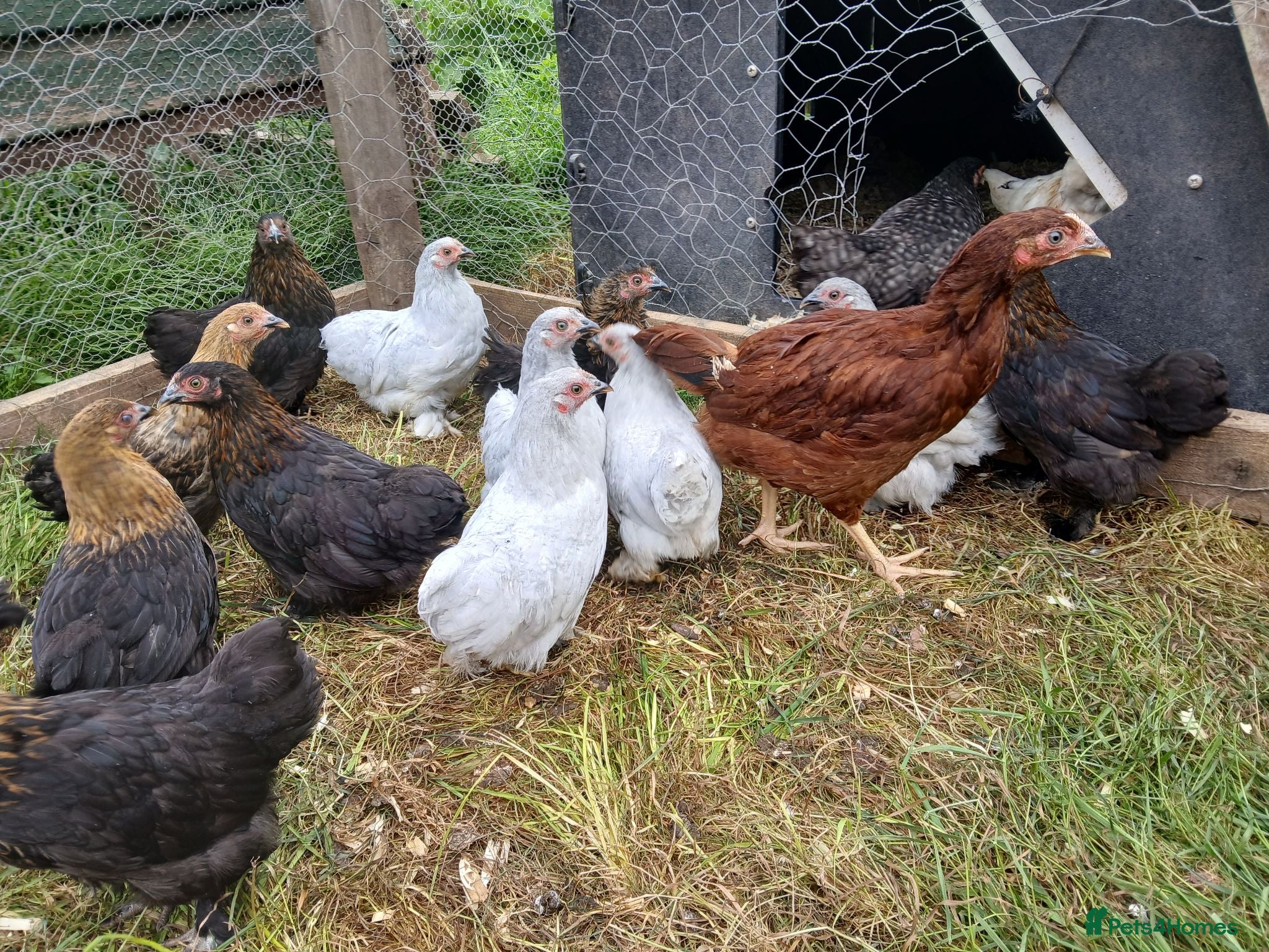 Chickens poultry Lavender pekins - Advert 3