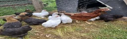 Chickens poultry for sale: Lavender pekins - Advert 1