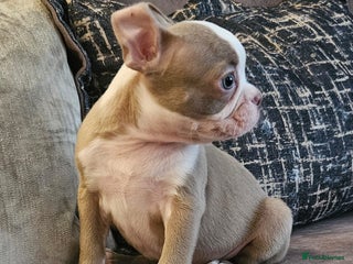 Boston Terrier dogs - Advert 1