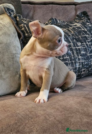 Boston Terrier dogs - Advert 2