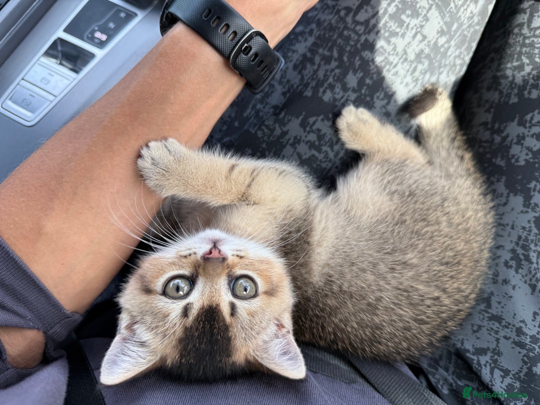 British Shorthair cats for sale: Golden British Shorthair Male - Image 4