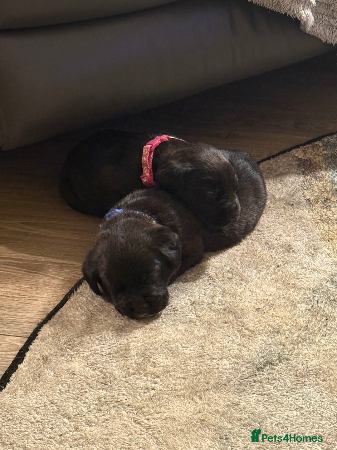 Labrador Retriever dogs for sale: Labrador X Boxerdore puppies  - Advert 36