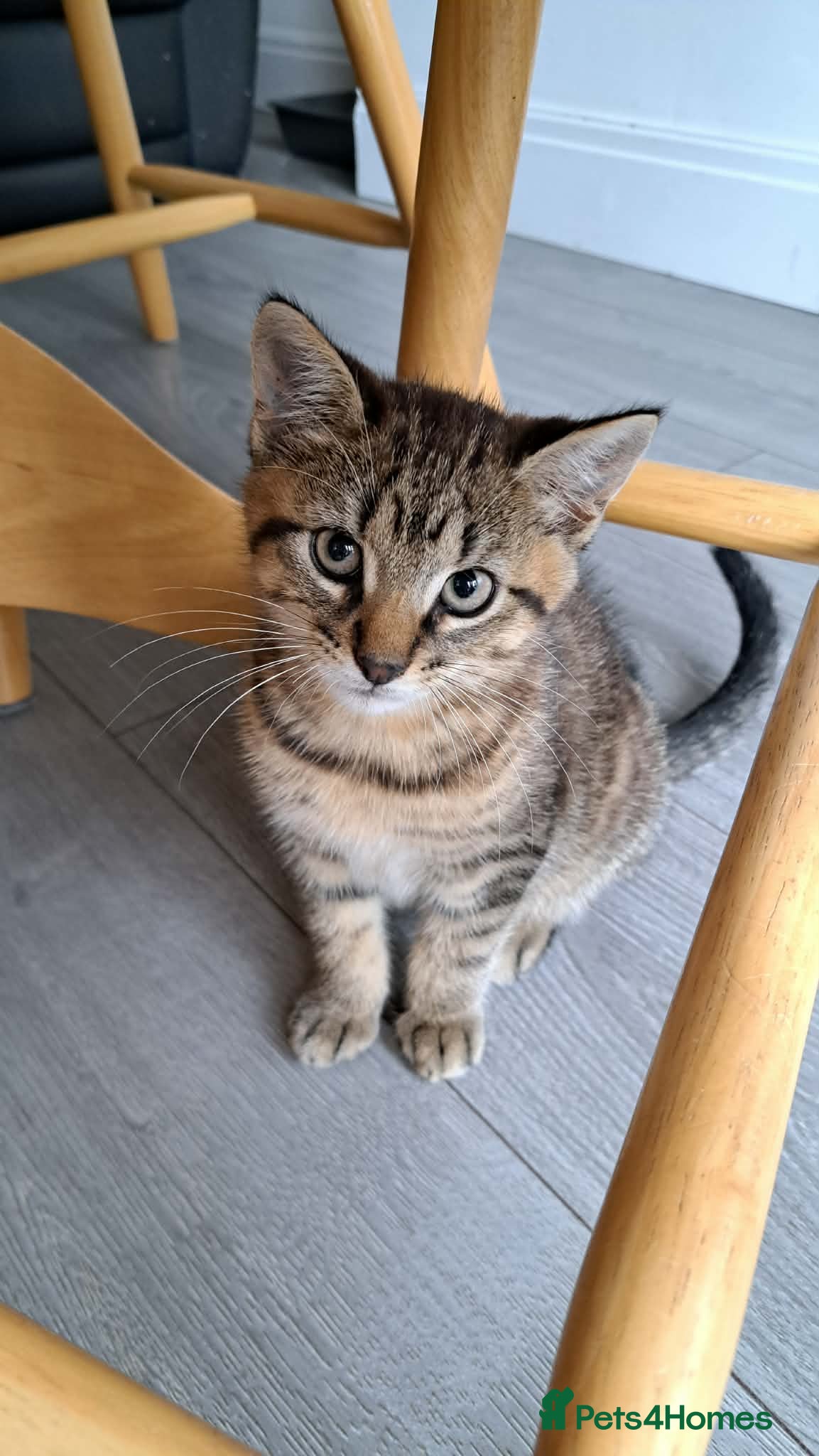 Mixed Breed cats Little one 😽 - Advert 1