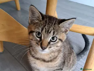 Mixed Breed cats Little one 😽 - Advert 1