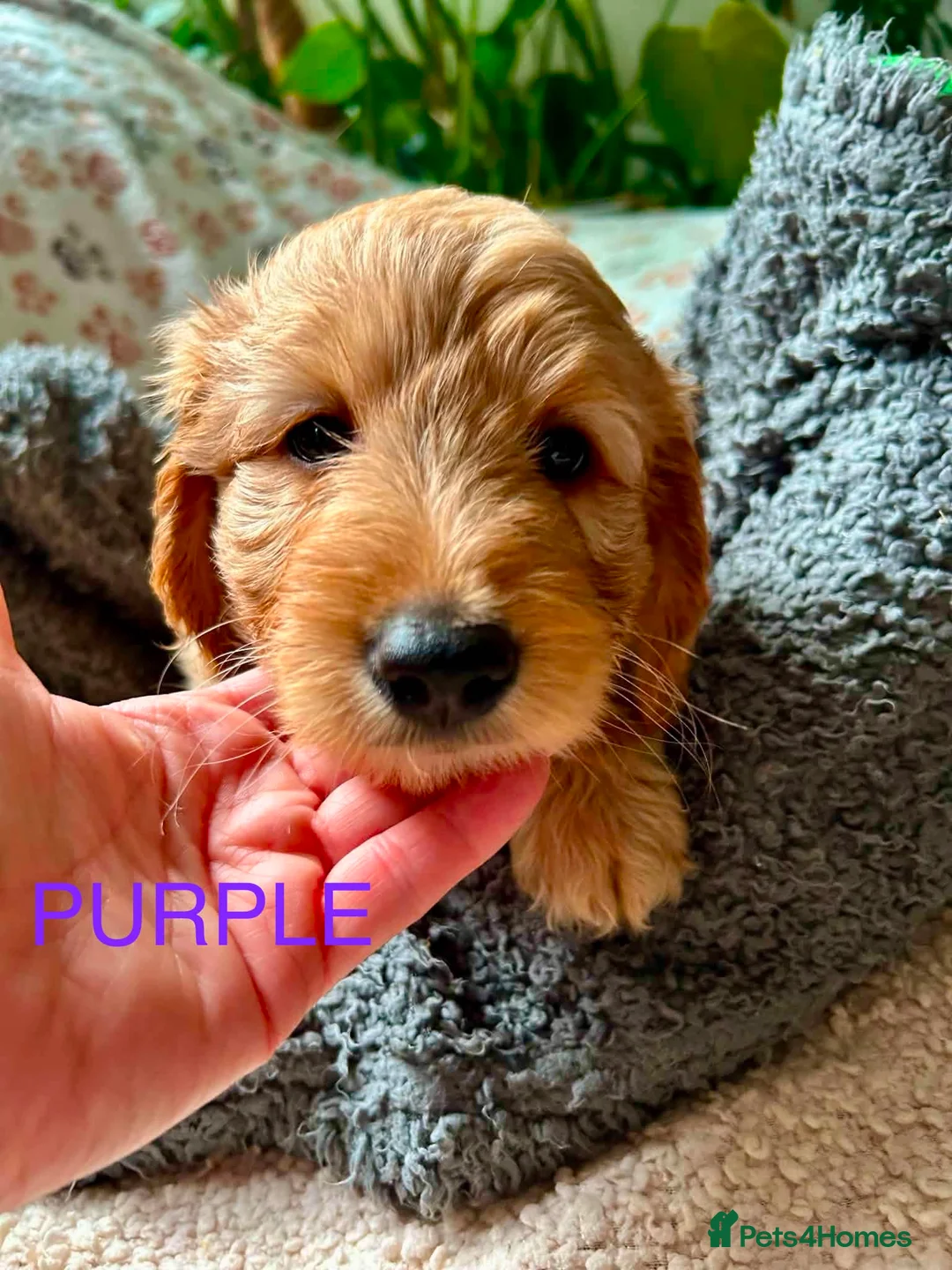 Goldendoodle dogs for sale: Beautiful Medium size Goldendoodle in London - Advert 15