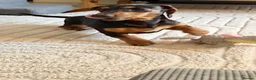 Dachshund dogs for sale: Female Dachshund  - Advert 16