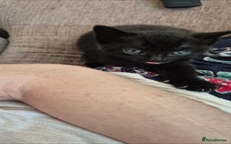 Domestic Shorthair cats for sale: 3 kittens looking for their forever homes in Newmarket - Image 2