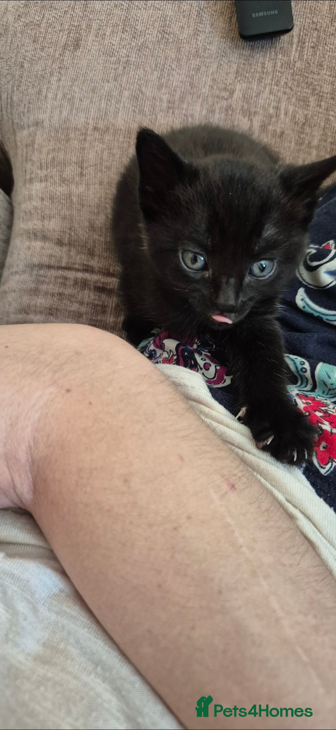 Domestic Shorthair cats for sale: 3 kittens looking for their forever homes in Newmarket - Image 2