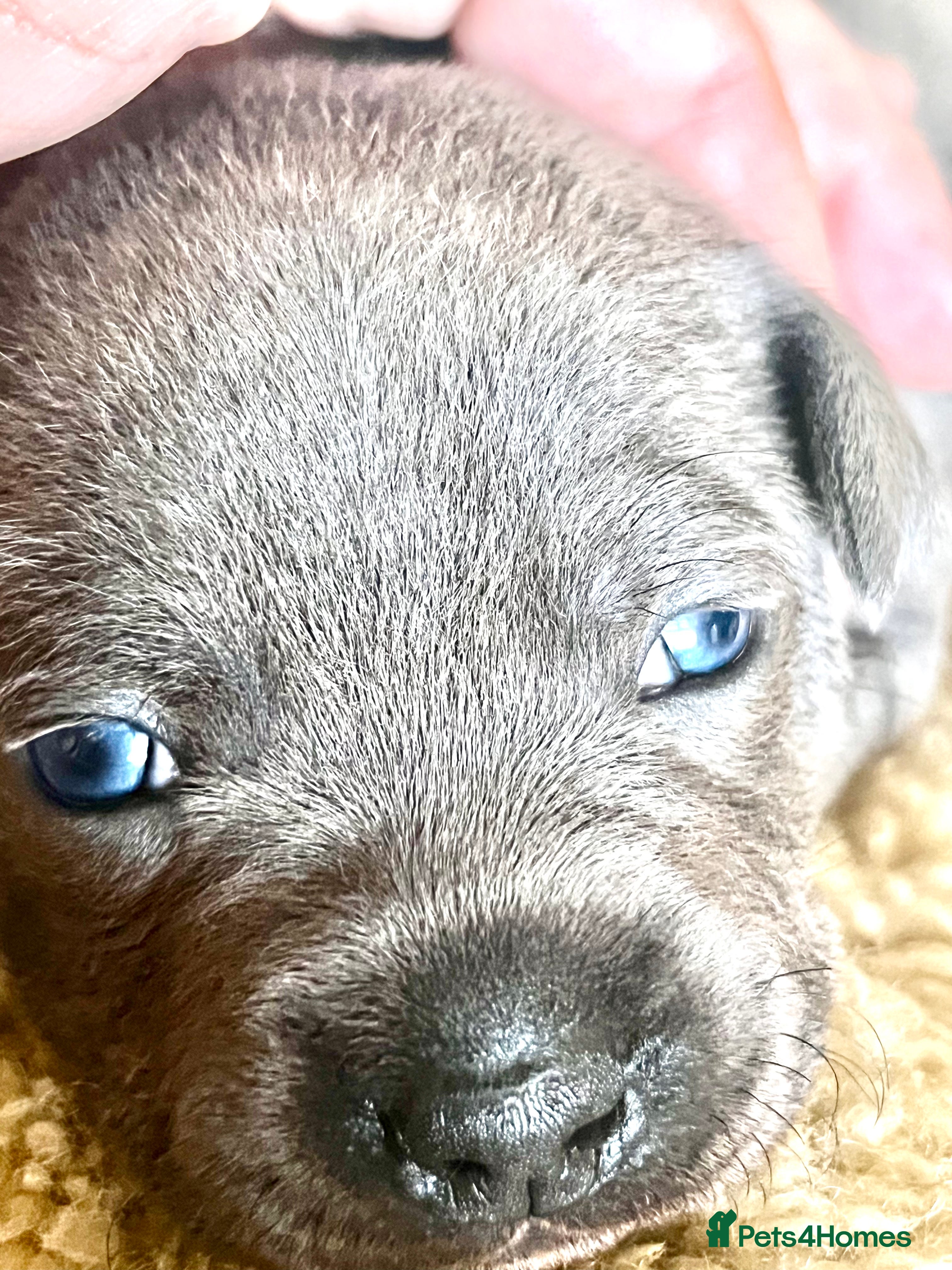 Staffordshire Bull Terrier dogs Beautiful Blue KC Registered Staffy Pups for sale - Advert 1