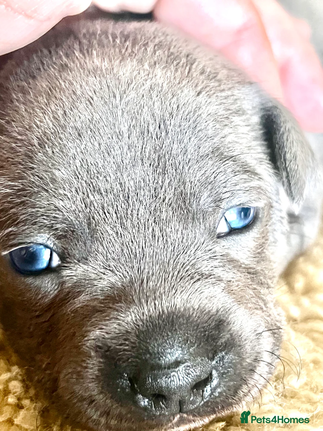 Staffordshire Bull Terrier dogs for sale: Beautiful Blue KC Registered Staffy Pups for sale - Advert 1