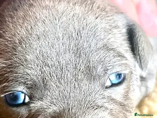 Staffordshire Bull Terrier dogs Beautiful Blue KC Registered Staffy Pups for sale - Advert 1