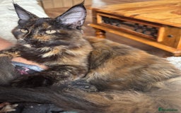 Maine Coon cats for sale: Adorable Maine Coon kitten remaining in Wallington - Image 4
