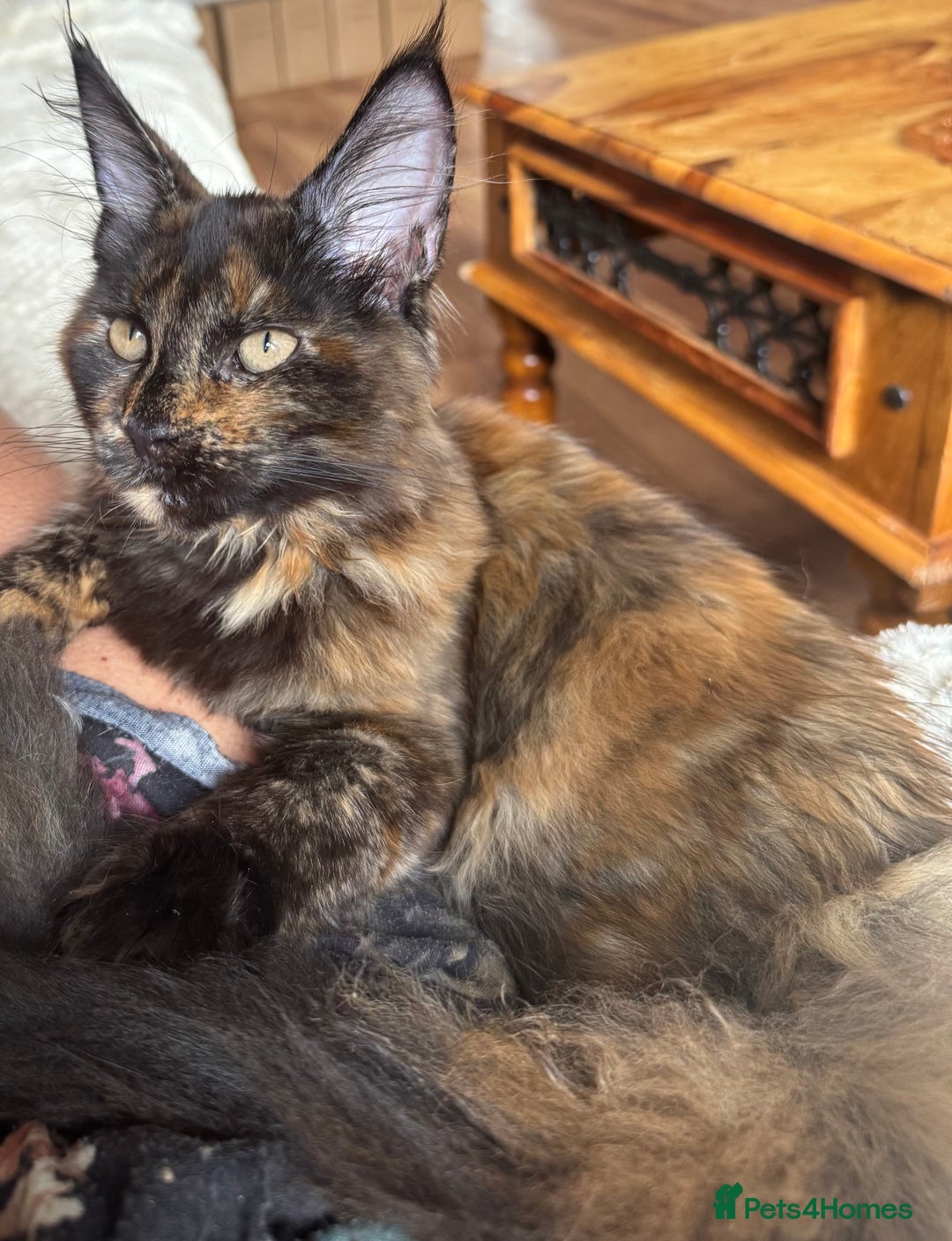 Maine Coon cats for sale: Adorable Maine Coon kitten remaining in Wallington - Image 4