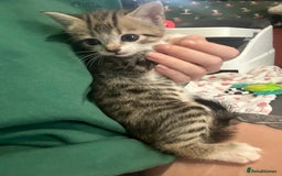 British Shorthair cats for sale: 4 kittens for sale: 3 girls 1 boy mixed coats  - Image 12