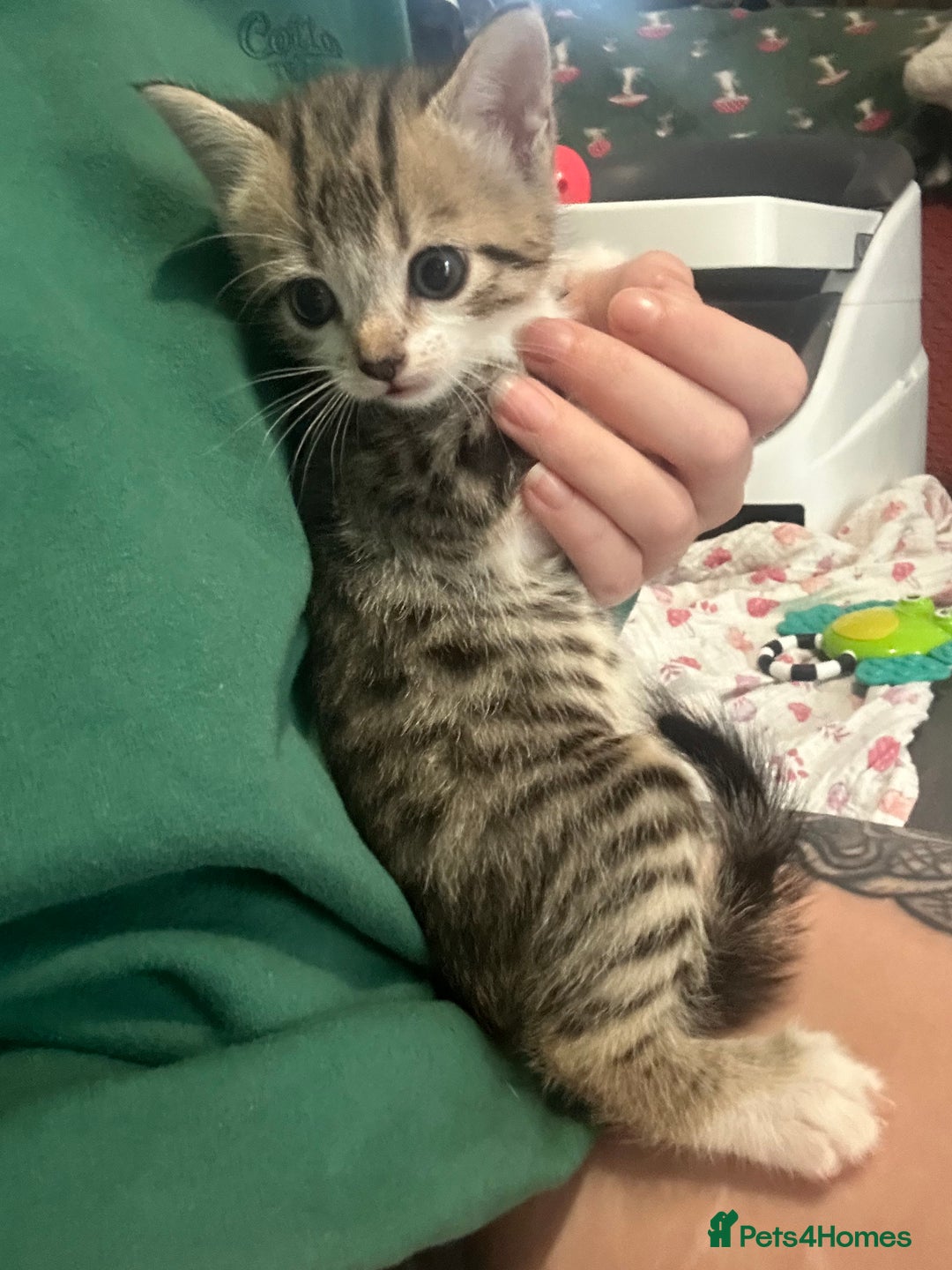 British Shorthair cats for sale: 4 kittens for sale: 3 girls 1 boy mixed coats  - Image 12