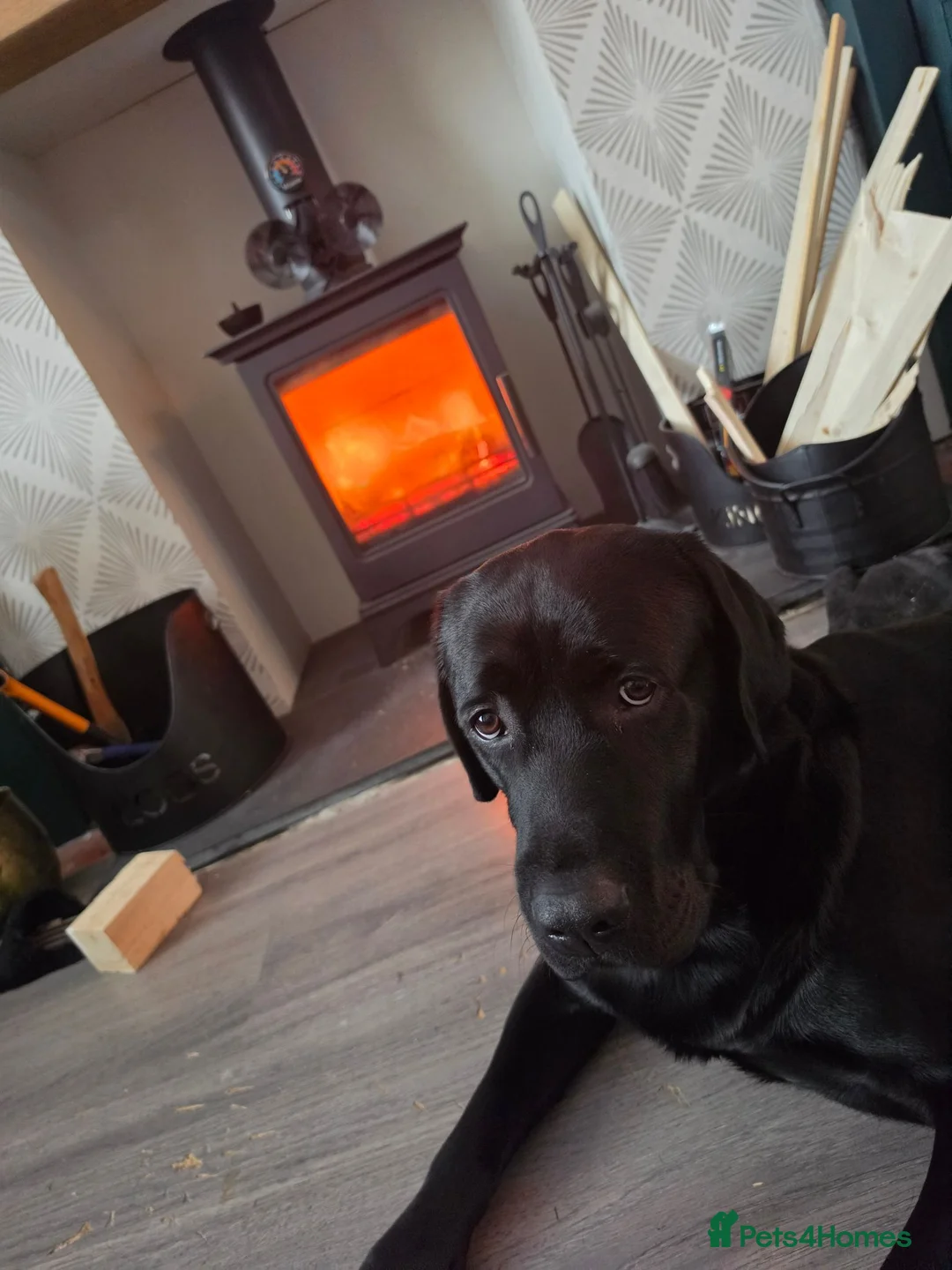 Labrador Retriever dogs for sale: 2 Year Old Black Labrador Looking for Loving Home in Wallasey - Advert 6