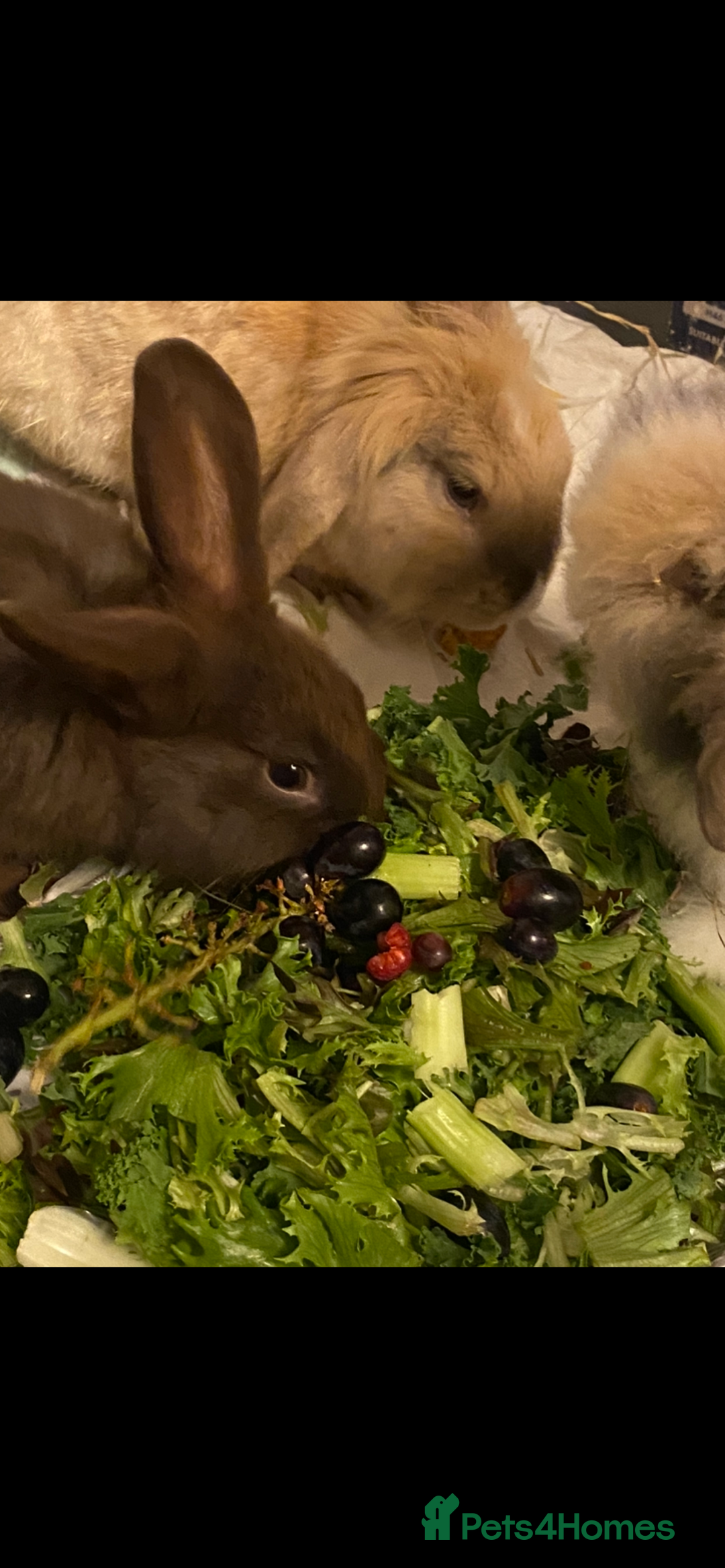 Lionhead rabbits for sale: ⭐️Beautiful purebred lionhead bunnies⭐️ - Advert 2