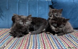 Ragdoll cats for sale: Ragdoll X ready to go! - Image 4