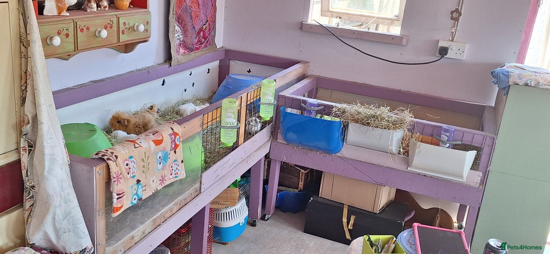 Guinea Pig rodents for sale: MEADOW SIDE CAVIES HEREFORDSHIRE  - Advert 31