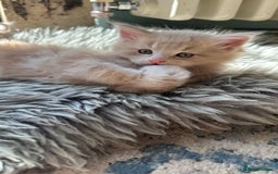 Maine Coon cats for sale: TICA registered pedigree Maine Coon kittens  - Image 14
