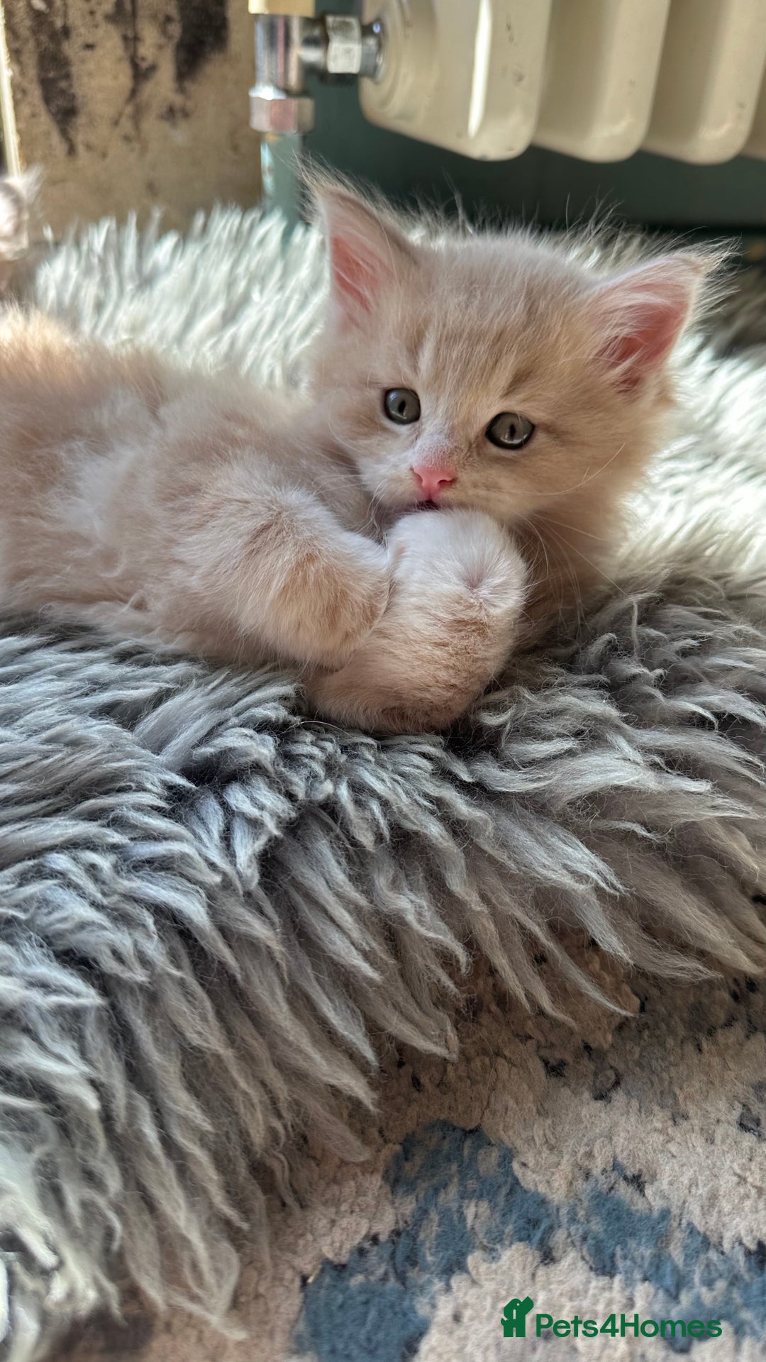 Maine Coon cats for sale: TICA registered pedigree Maine Coon kittens  - Image 14