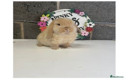 Mini Lop rabbits for sale: Beautiful mini lop bunnies for sale - Image 7
