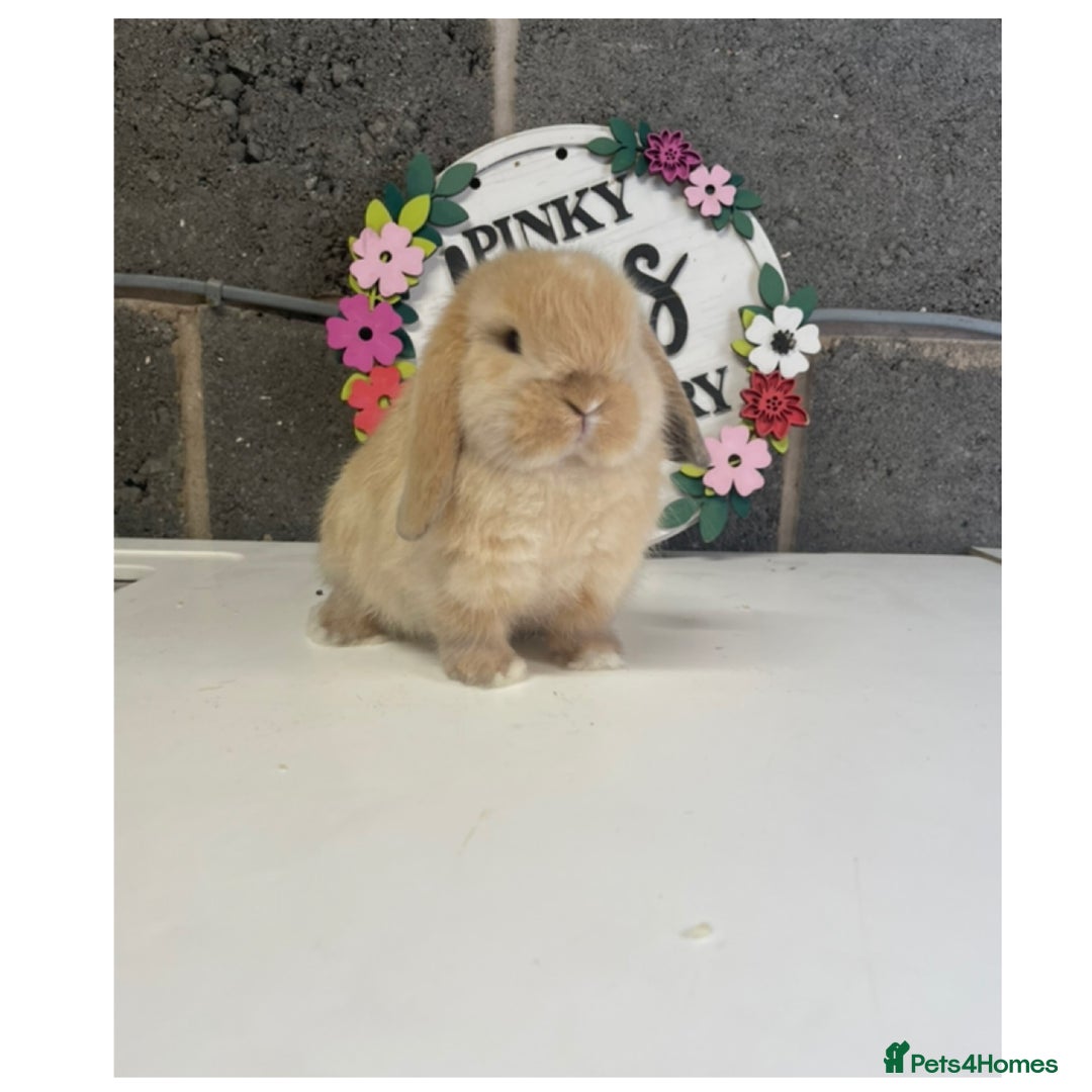 Mini Lop rabbits for sale: Beautiful mini lop bunnies for sale - Image 7
