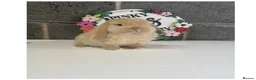 Mini Lop rabbits for sale: Beautiful mini lop bunnies for sale - Advert 6