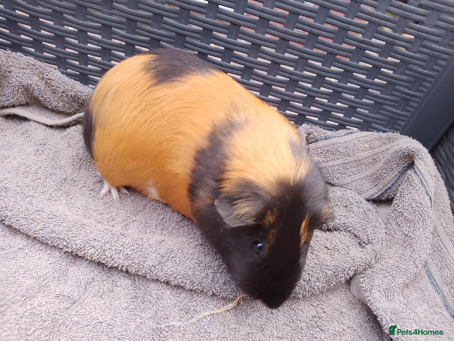 Guinea Pig rodents Baby guinea sows & adult boar & sow  - Advert 6