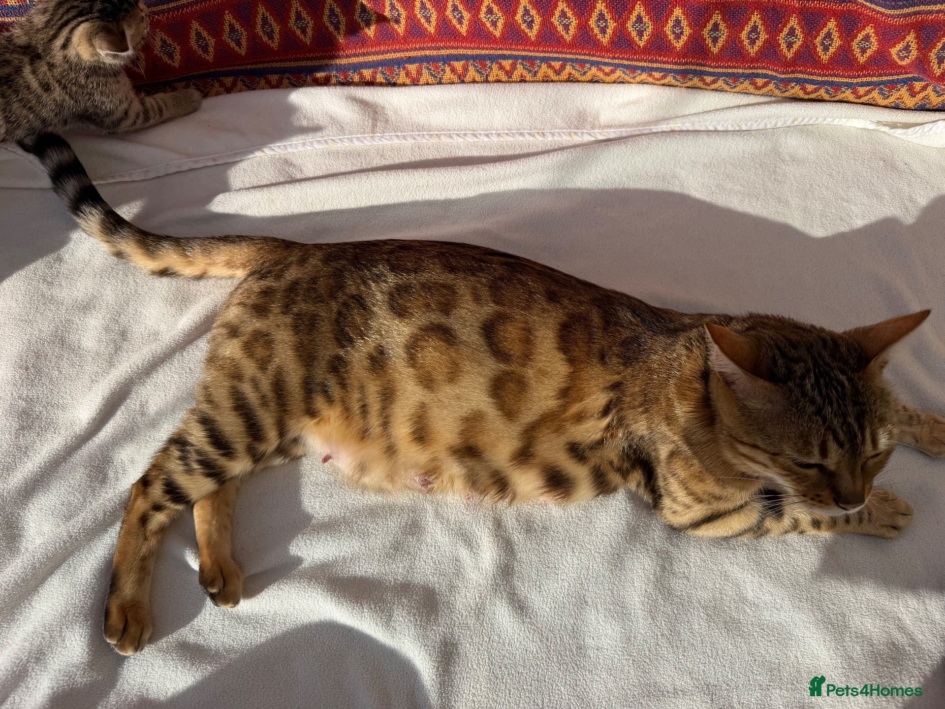 Bengal cats Kittens - Advert 2