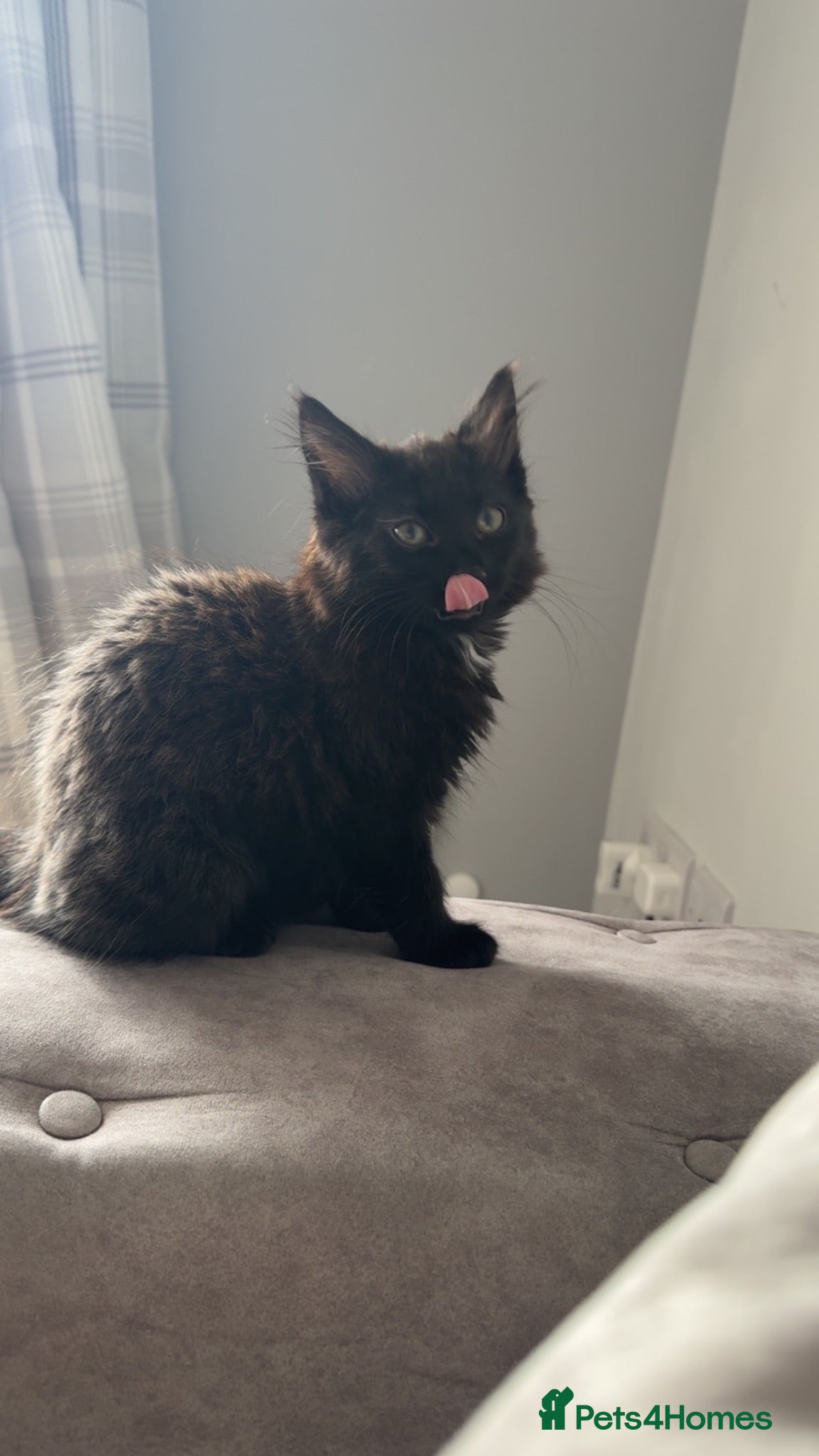Maine Coon cats Mainecoon cross last female - Advert 1