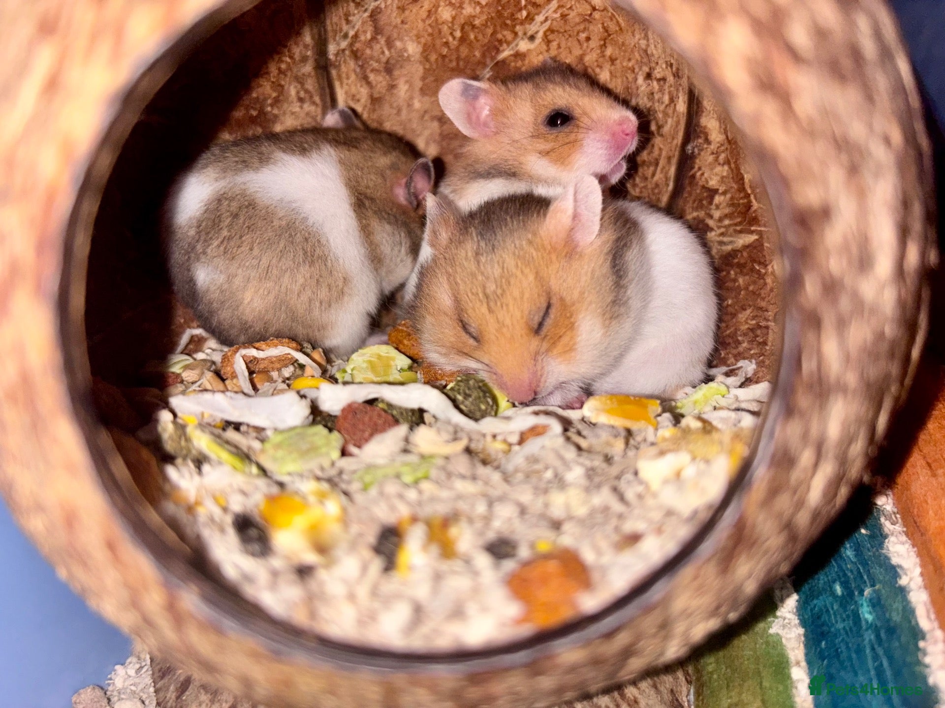 Hamster rodents Baby Syrian Hamsters - Advert 1
