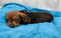 Dachshund dogs for sale: Mini Long-hair dachshund  - Image 10