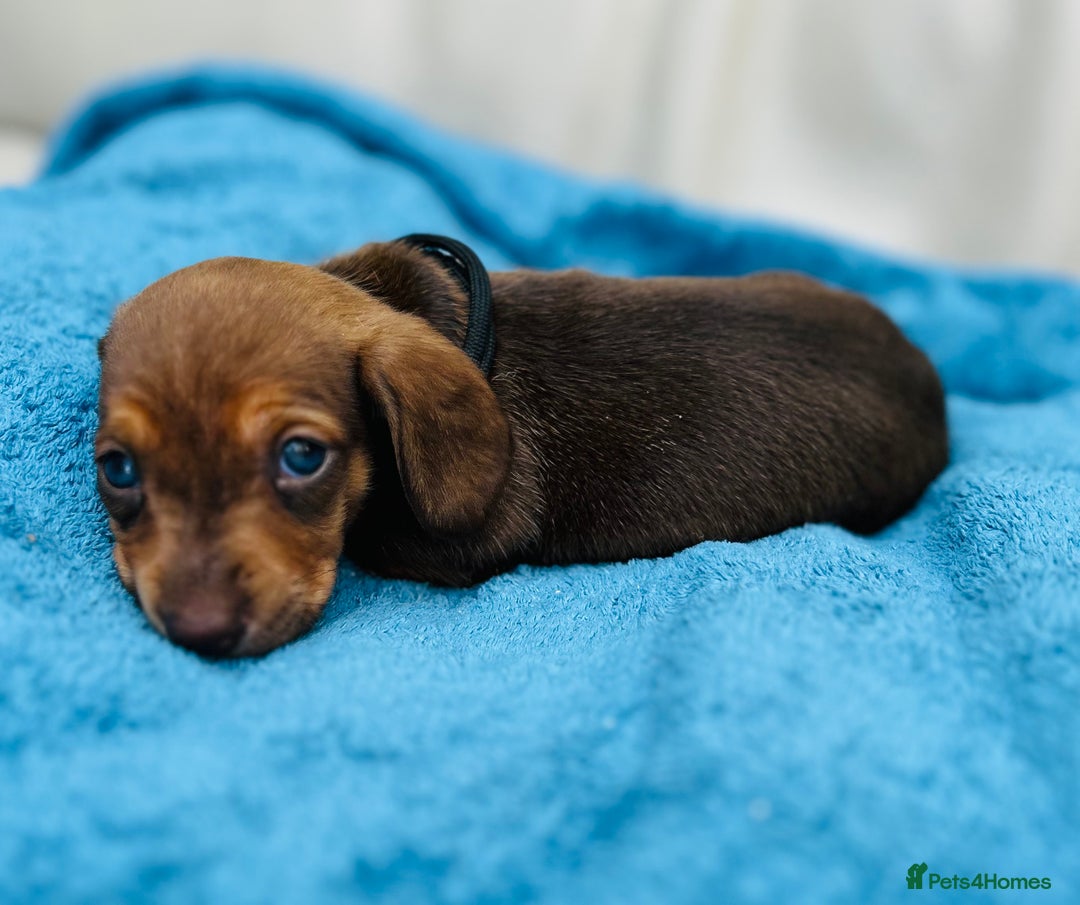 Dachshund dogs for sale: Mini Long-hair dachshund  - Image 10