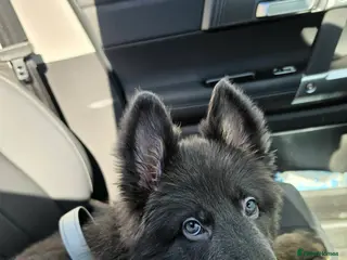 German Shepherd dogs Izzy Blue Bell and Violet German Shepherd Puppies - Advert 1