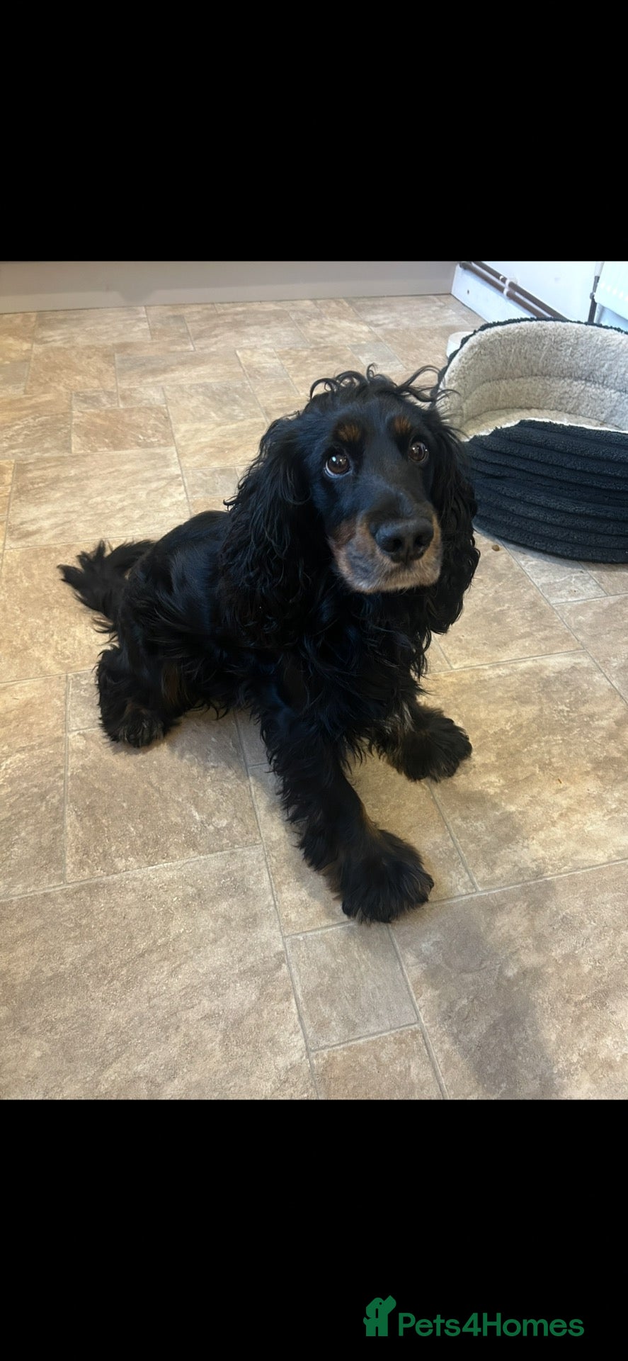 Cockapoo dogs Boba - Male cockapoo x cocker spaniel  - Advert 1