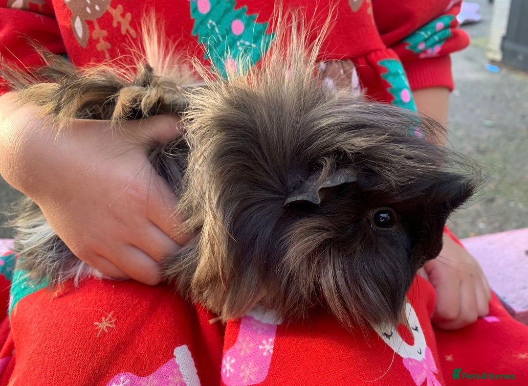 Guinea Pig rodents for sale: Very friendly long haired guinea pigs - Advert 2