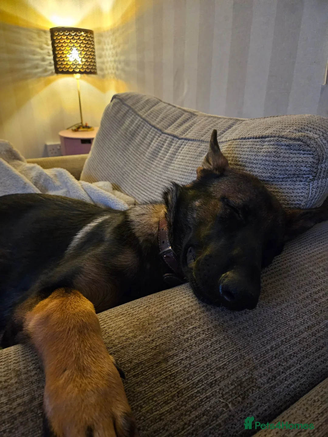 German Shepherd dogs for sale: German Shepherd  - Advert 4