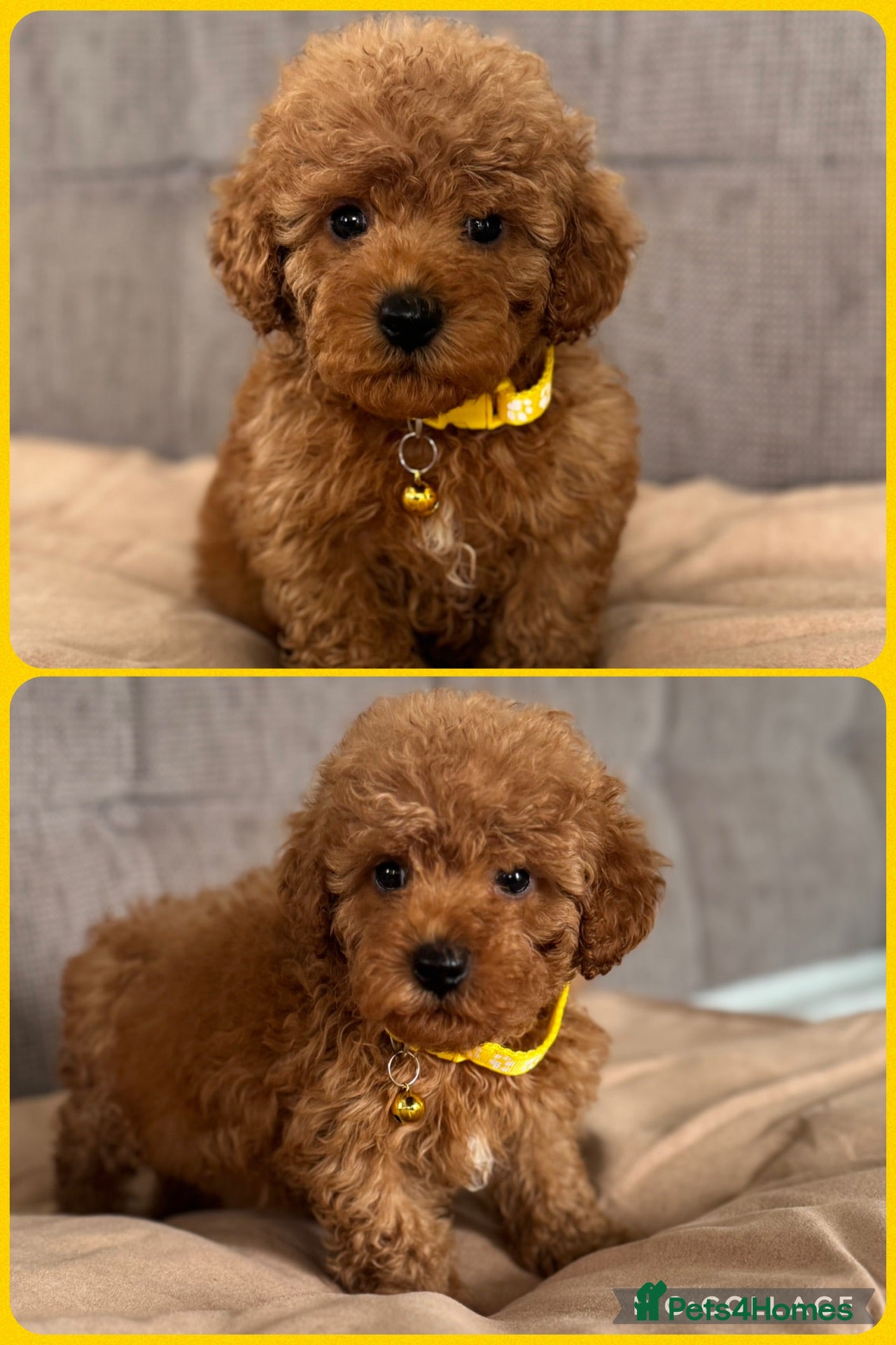 Cavapoochon dogs Tinyteddycavapoochons Now available  - Advert 2