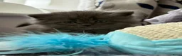 Mixed Breed cats for sale: Maine coon/Scottish fold /point  - Advert 6