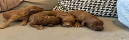 Cavapoo dogs for sale: Cavapoo F1B Beautiful puppies Due 20th June  - Advert 26