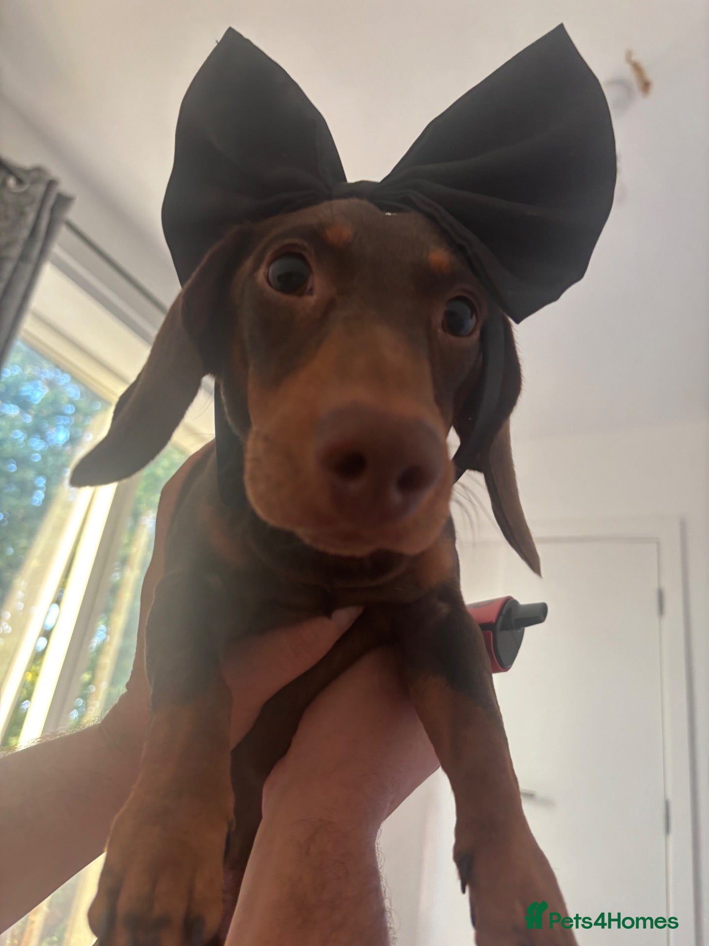 Dachshund dogs Buddy, 11 month old dachshund (kg registered) - Advert 1