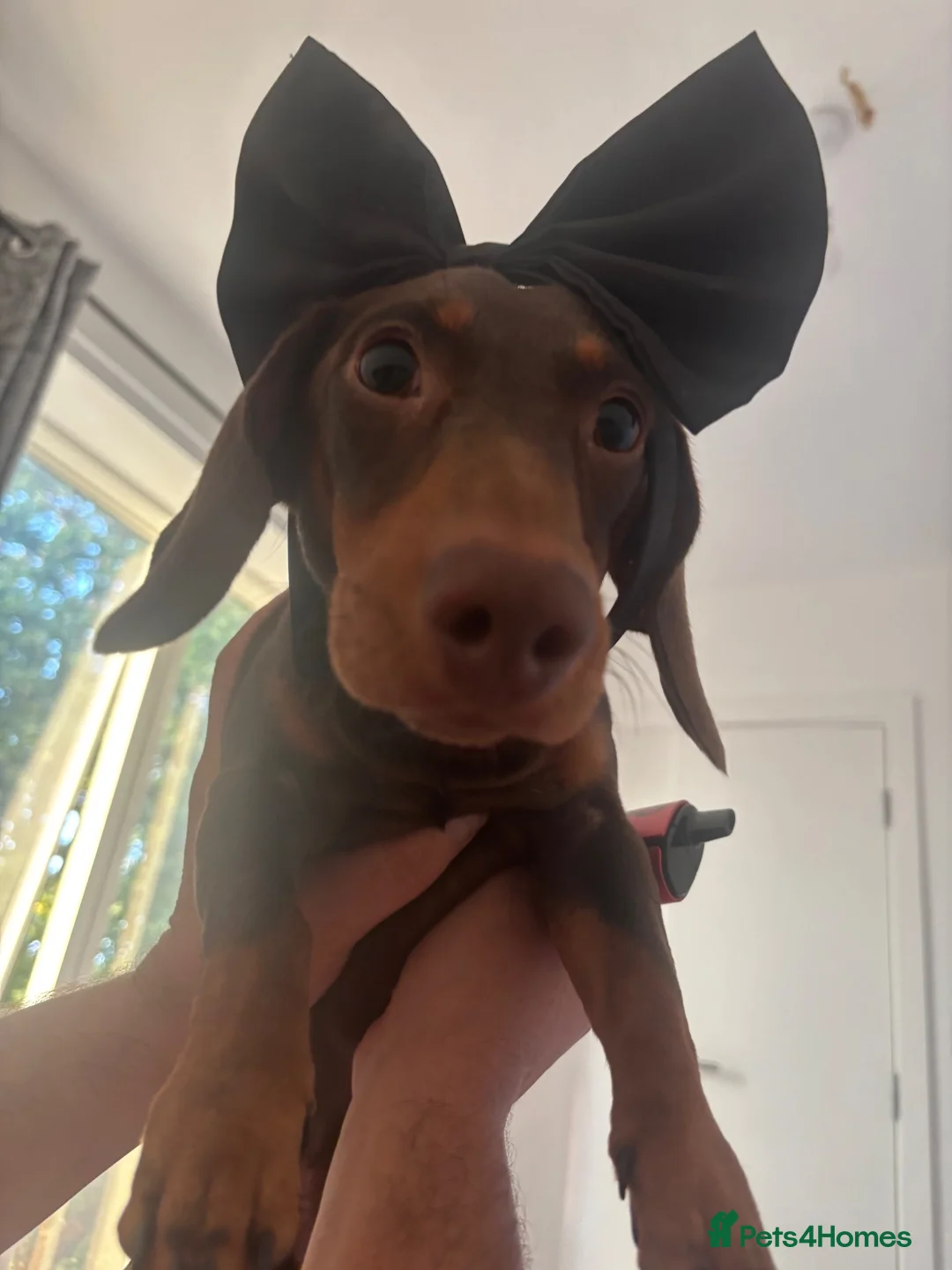 Dachshund dogs for sale: Buddy, 11 month old dachshund (kg registered) in Feltham - Advert 1