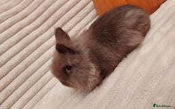 Lionhead rabbits for sale: Chocolate lion head for sale  - Image 1