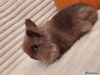 Lionhead rabbits - Advert 1