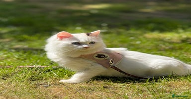 Ragdoll cats - Advert 8