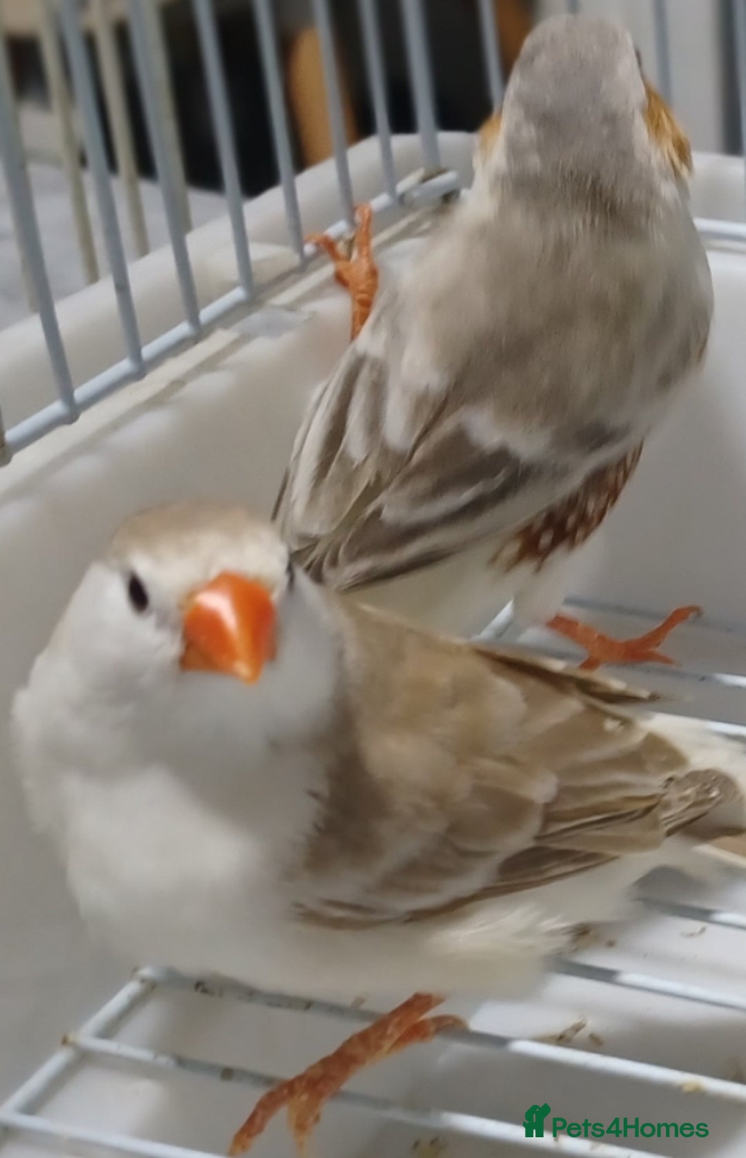 Finches birds for sale: PENGUIN ZEBRA FAWN PIED FINCHES  - Advert 3