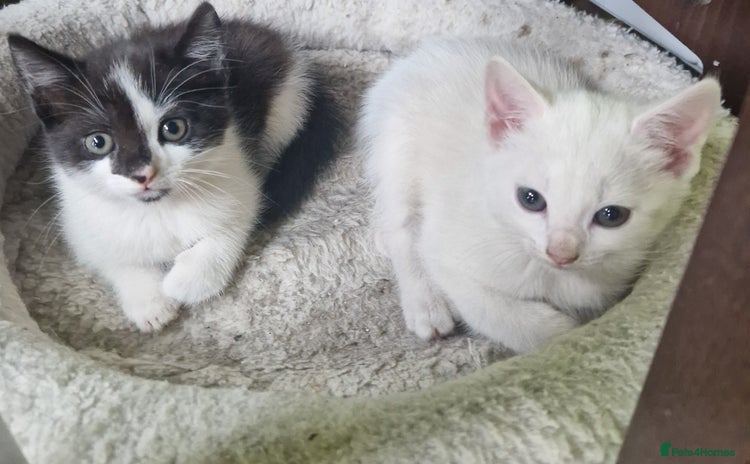 Mixed Breed cats - Advert 2